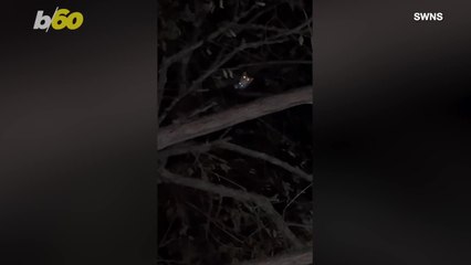 A Loving Owner Rescues a Beloved Kitten!