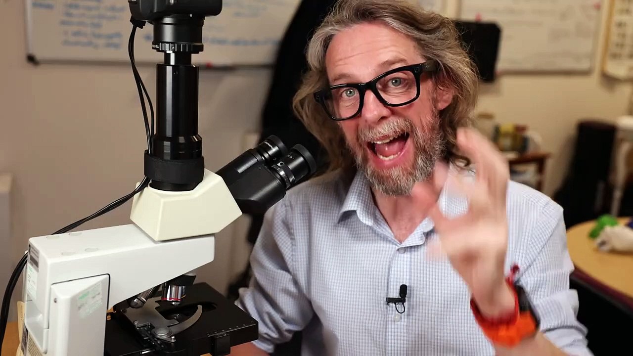 Histology of the small intestine.