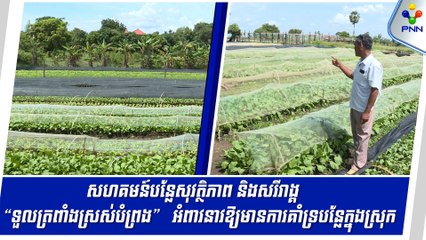 [10-09-24] សហគមន៍បន្លែសុវត្ថិភាព និងសរីរាង្គ “ទួលត្រពាំងស្រស់បំព្រង” បន្ថយផលិតពី ១២-១៥តោន មកនៅត្រឹម ៣ ទៅ ៤តោន ក្នុង ១ថ្ងៃ