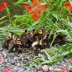 Mother duck leaves her babies behind and flies away