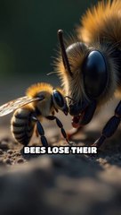 Zombie Bees: A Bacterial Nightmare