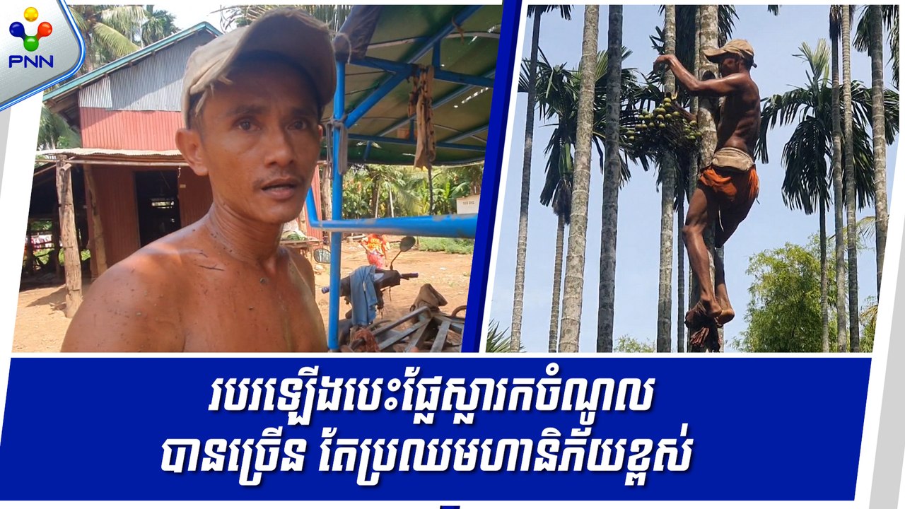 [11-09-24] របរឡើងបេះផ្លែស្លារកចំណូលបានច្រើន តែប្រឈមហានិភ័យខ្ពស់