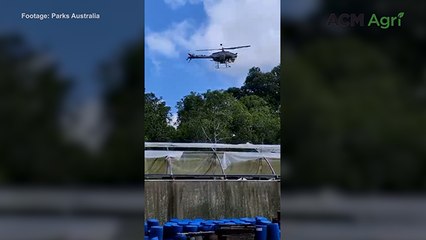 Drone strikes on yellow crazy ants | Farm Online