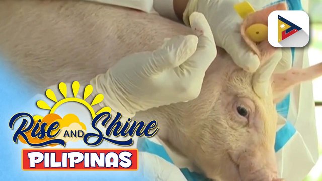 Ilang baboy na binakunahan laban sa ASF, namatay; D.A., may paliwanag sa nangyari