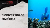 Conheça a Amazônia Azul e sua importância estratégica para a Marinha e o Brasil | DOCUMENTO JP