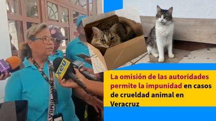 Omisión de autoridades permite impunidad en casos de maltrato animal en Veracruz, denuncia activista