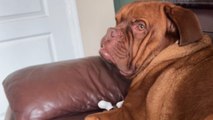 Dog becomes enthralled by TV opera and howls along from the sofa