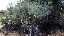 SAW PALMETTO O PALMA ENANA