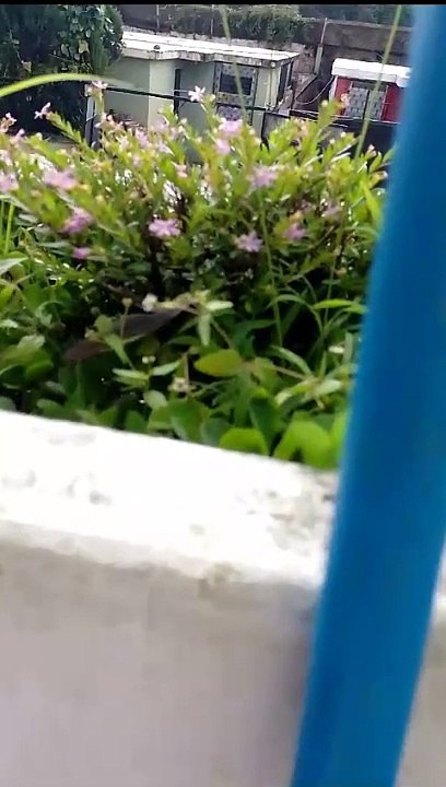 WhatsApp Video 2024-09-09 at 5.29.49 PM