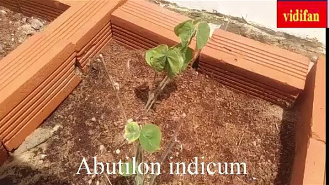 Uses of Abutilon indicum