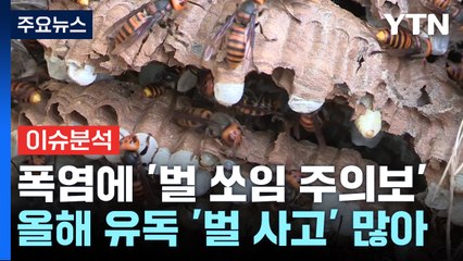 [뉴스UP] 역대급 폭염에 '말벌주의보'..."추석연휴 조심하세요" / YTN