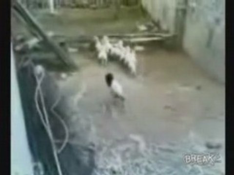 Sheep Wearing Scream Mask Scares Herd