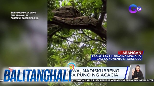 3.5 metrong sawa, nadiskubreng nakalambitin sa puno ng acacia | Balitanghali