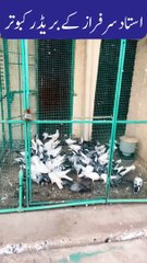 Ustad Sarfaraz Sufi Pigeons