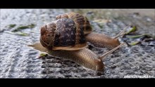 Coppia di chiocciole uscite dopo la pioggia. Twins snails.  Florence. May 2023