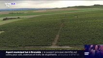 Vendanges précoces pour un cru exceptionnel - 23/08