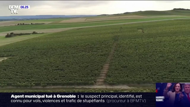 Après le décès de six saisonniers pendant les vendanges en 2023, comment éviter de nouveaux drames?