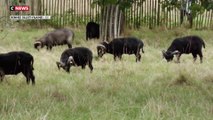 Ille-et-Vilaine : le vol de moutons devient un fléau pour les éleveurs locaux