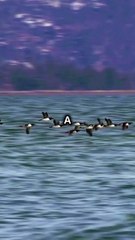 How Do Birds Know Where to Go During Migration?