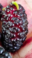 Many Benefits OF shetut