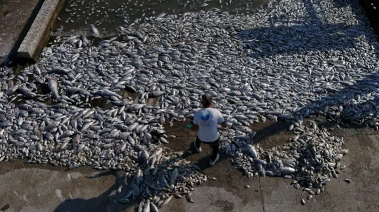 İzmir Körfezi'nde korkutan balık ölümleri