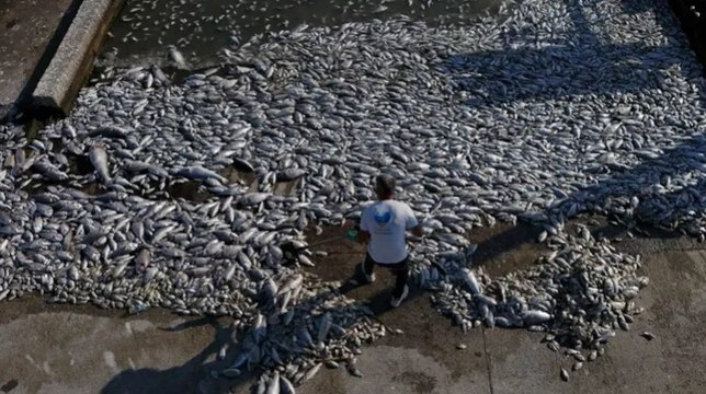 İzmir Körfezi'nde korkutan balık ölümleri