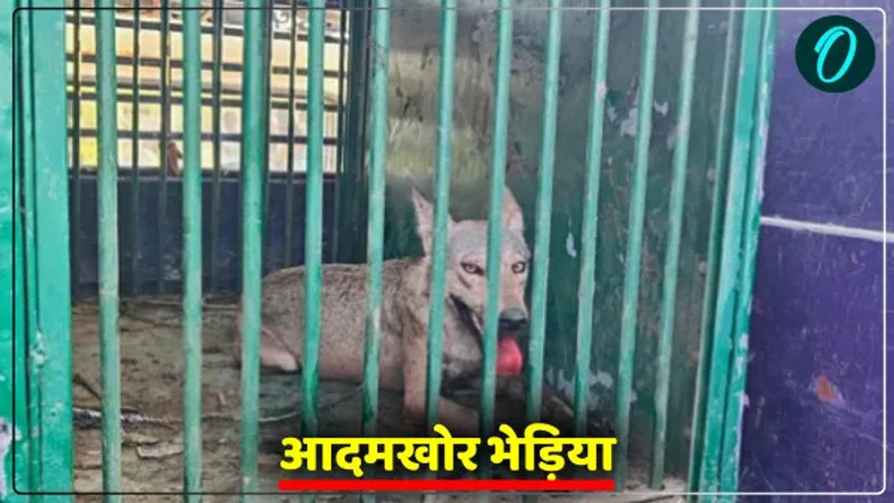 बहराइच में पकड़ा गया पांचवां आदमखोर भेड़िया, जाल में फंसने के बाद ग्रामीणों ने वन विभाग को दी सूचना