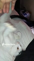 El #Gato Pernanca es mi amigo y esta bien bonito peludito y le gusta jugar mucho conmigo #fauna #pet