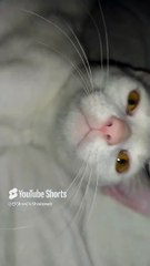 El #Gato Pernanca acostado en la cama por el calor intenso de #Tijuana Jugando un rato agusto Felino