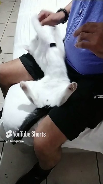 Jugando un rato con el #gato pernanca #shorts bonito #felino #peludo y #blanco es mi #amigo #fauna