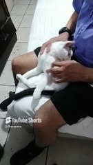 Jugando un rato con el gato pernanca #shorts #animales y #Mascotas #felino #fauna #peludo #bonito