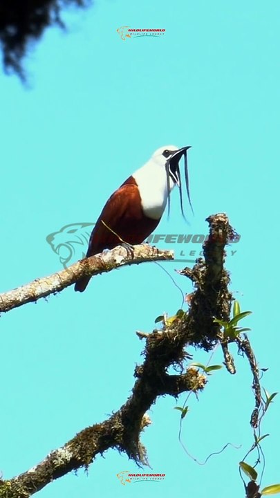 Wildlife Beautiful Moments #9