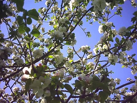 Анна Герман Любви негромкие слова