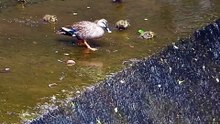 Scary baby duck. fall down a very steep[Cute Animal]