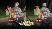 ลูกดีเด่น ช่วยพ่อถือของ !
