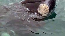 A Playful Whale Encounter: Southern Right Calf Gets Curious!