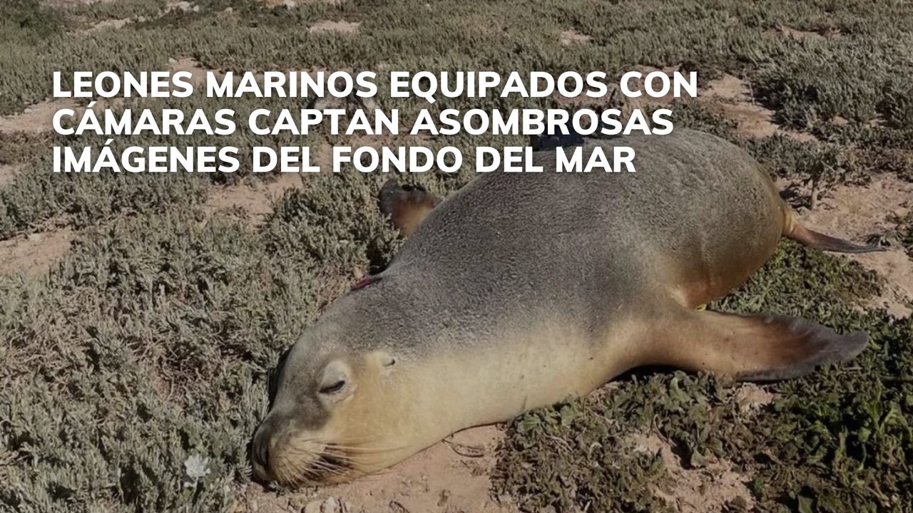 Leones marinos equipados con cámaras captan asombrosas imágenes del fondo del mar