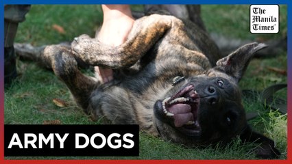 Poland thanks military dogs for their service by giving them army ranks