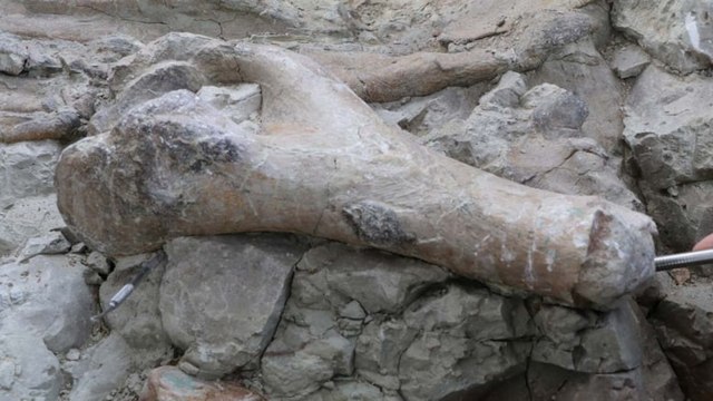 Fillerin atalarına ait yaklaşık 9 milyon yıllık kemikler bulundu