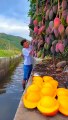 Chinese amazing mango fruit farming  shorts  short  youtubeshorts  shortvideo  tiktok  shortfeed