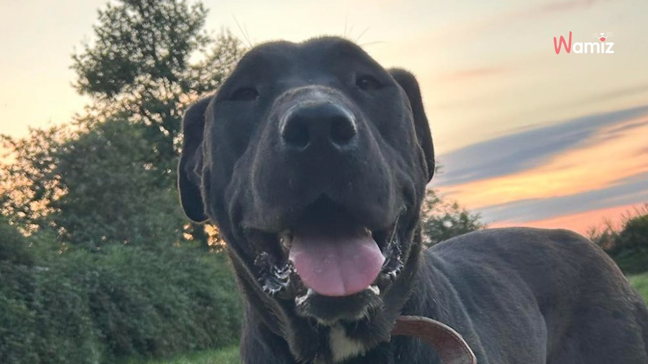 Traumatisée par une vie où elle était muselée avec violence, cette chienne aimerait rencontrer sa famille idéale