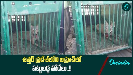 Operation Wolf .. ఉత్తర్ ప్రదేశ్ లోని Bahraich లో పట్టుబడ్డ తోడేలు | Oneindia Telugu