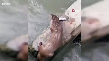 Nesli tükenmekteydi, avladığı balığı yerken görüntülendi! VİDEO