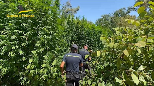 Vasta piantagione di marijuana del valore di oltre 1 milione sequestrata in un parco (10.09.24)