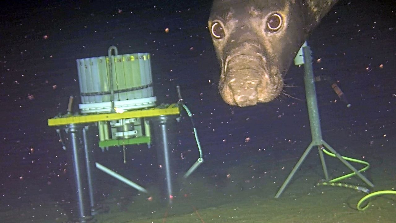 Cheeky seals caught using deep-sea research sonar as dinner bell