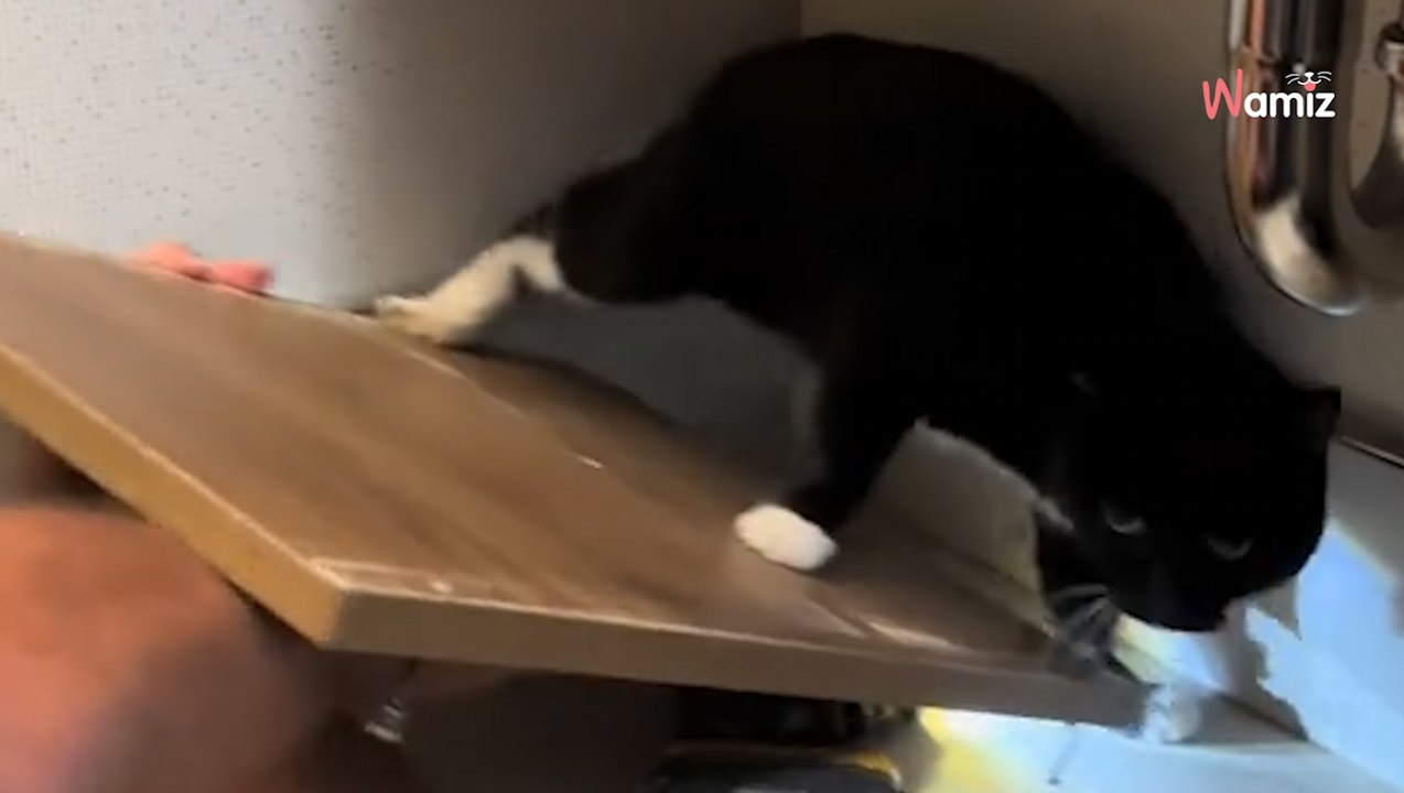 Hotel room guests in shock when they discover where their missing cat is hiding