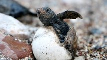 Çıralı sahilinde 4 bin caretta caretta denizle buluştu