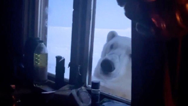 Polar bear peers in on holiday-goers in remote cabin in dead of night
