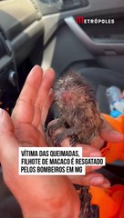 Rescate conmovedor: Un mono macaco salvado de las llamas en la frontera Bolivia-Brasil