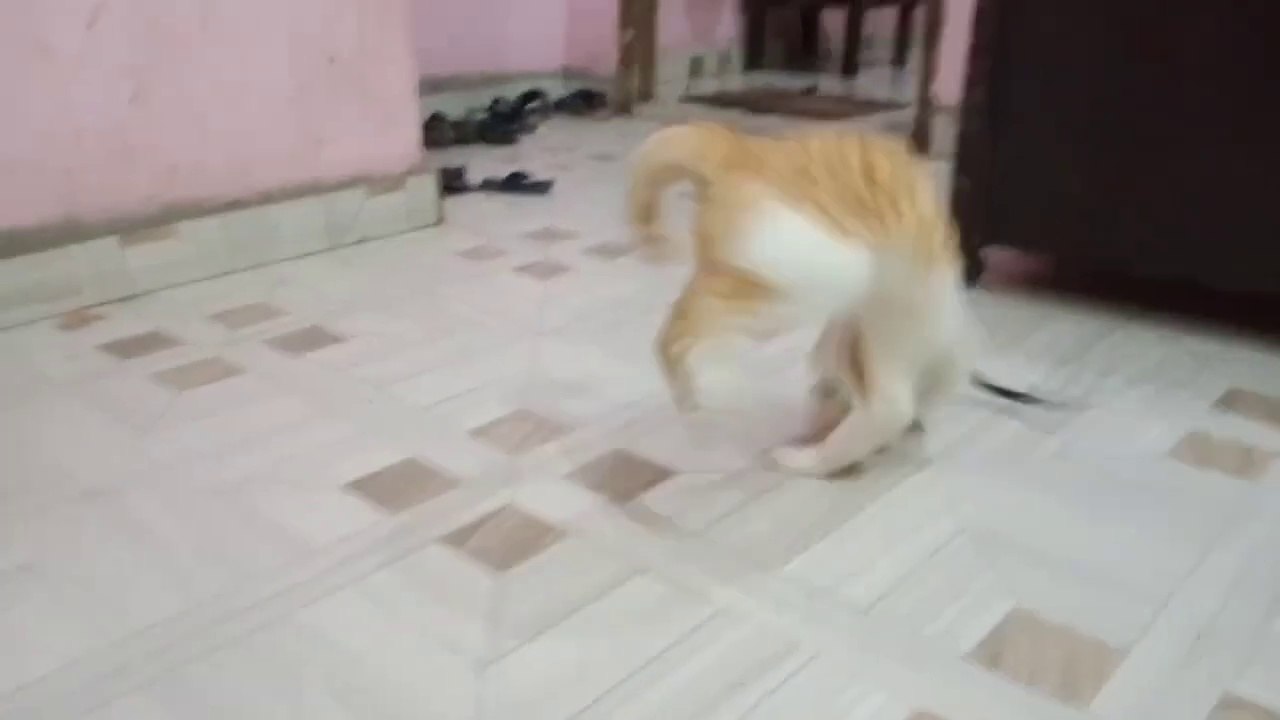 Funny cat | cute kittens